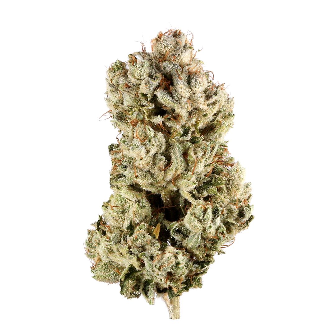 gg-4 - Da Green Corner Weed Delivery Gorilla Glue (also known as GG4) is a highly potent hybrid strain, renowned for its exceptional THC levels, often ranging between 25% and 30%, making it a favorite among experienced cannabis users with a high tolerance. This strain is a cross between Chocolate Diesel, Sour Dubb, and Chem's Sister, and it is celebrated for its powerful effects and strong, sticky resin production.