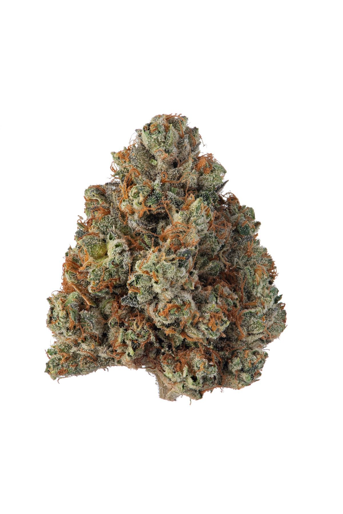 sfv-sherbet - Da Green Corner Weed Delivery SFV OG x Sherb Bx1 by Seed Junky Genetics is a highly anticipated hybrid strain that combines the powerful, classic effects of SFV OG with the unique and flavorful profile of Sherbet. This cross brings together the best of both worlds—the citrusy, sweet notes of Sherbet with the earthy, piney, and kushy characteristics of SFV OG—resulting in a potent, well-rounded strain that delivers a memorable experience.